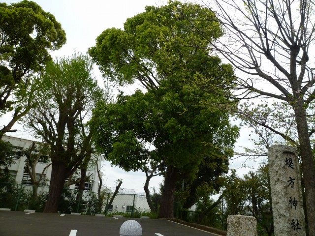 堤方神社 クスノキ